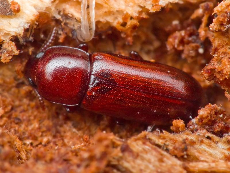 Corticeus pini Panzer, 1799